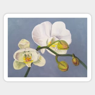 Phaelenopsis - moth orchid on blue Sticker